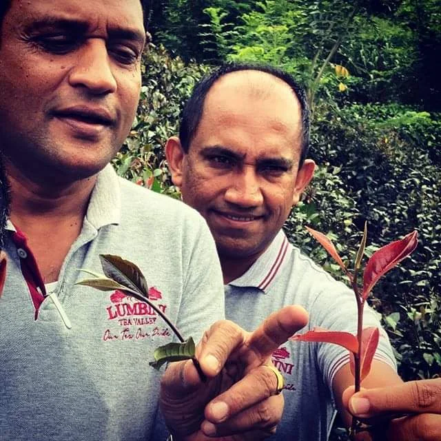 Ceylon Tea Market