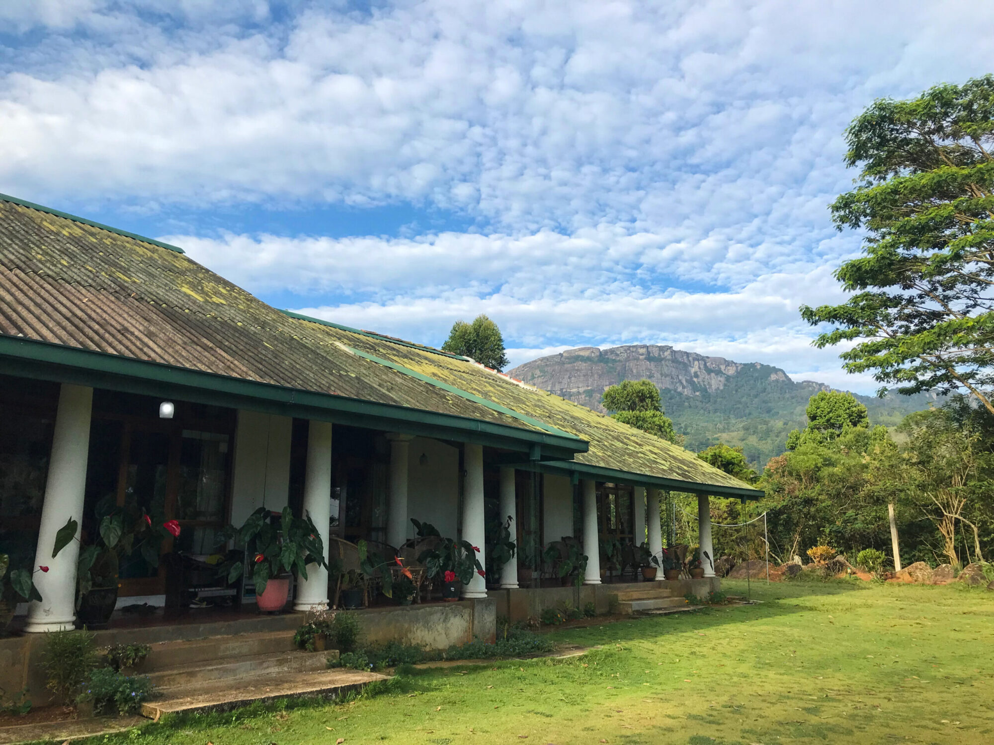 Ceylon Tea Market