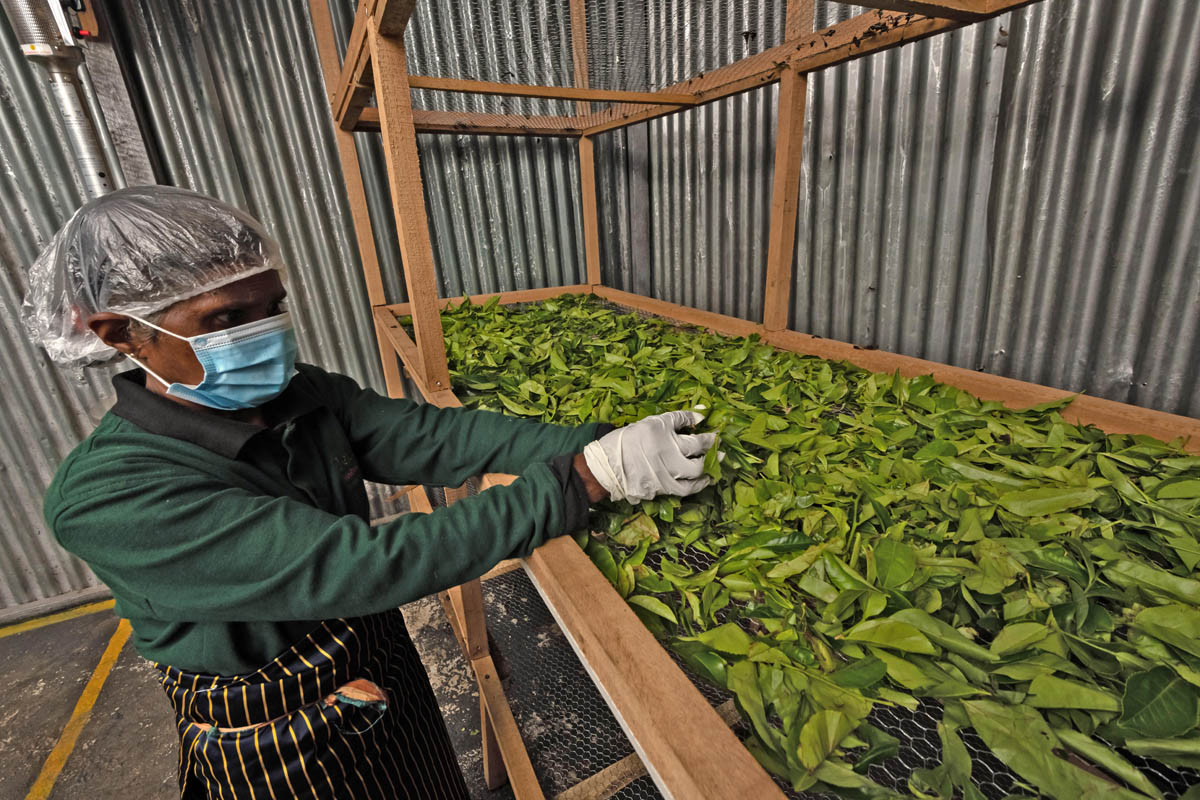 Ceylon Tea Market