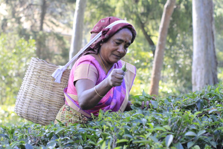 Ceylon Tea Market