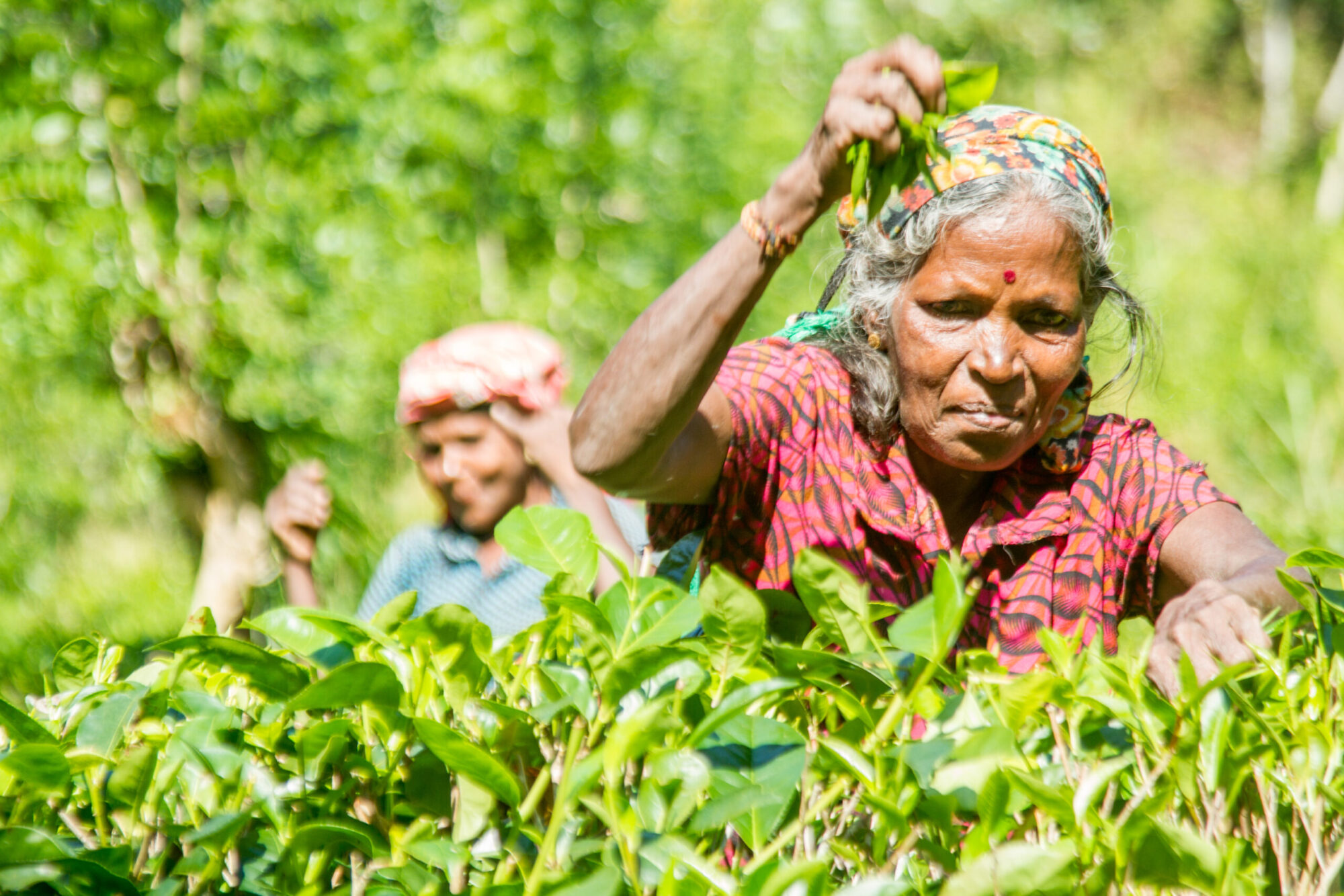 Ceylon Tea Market