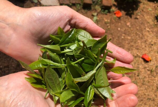 Monkeytail Longjing/Dragon Well Green Tea - 250g - Image 3
