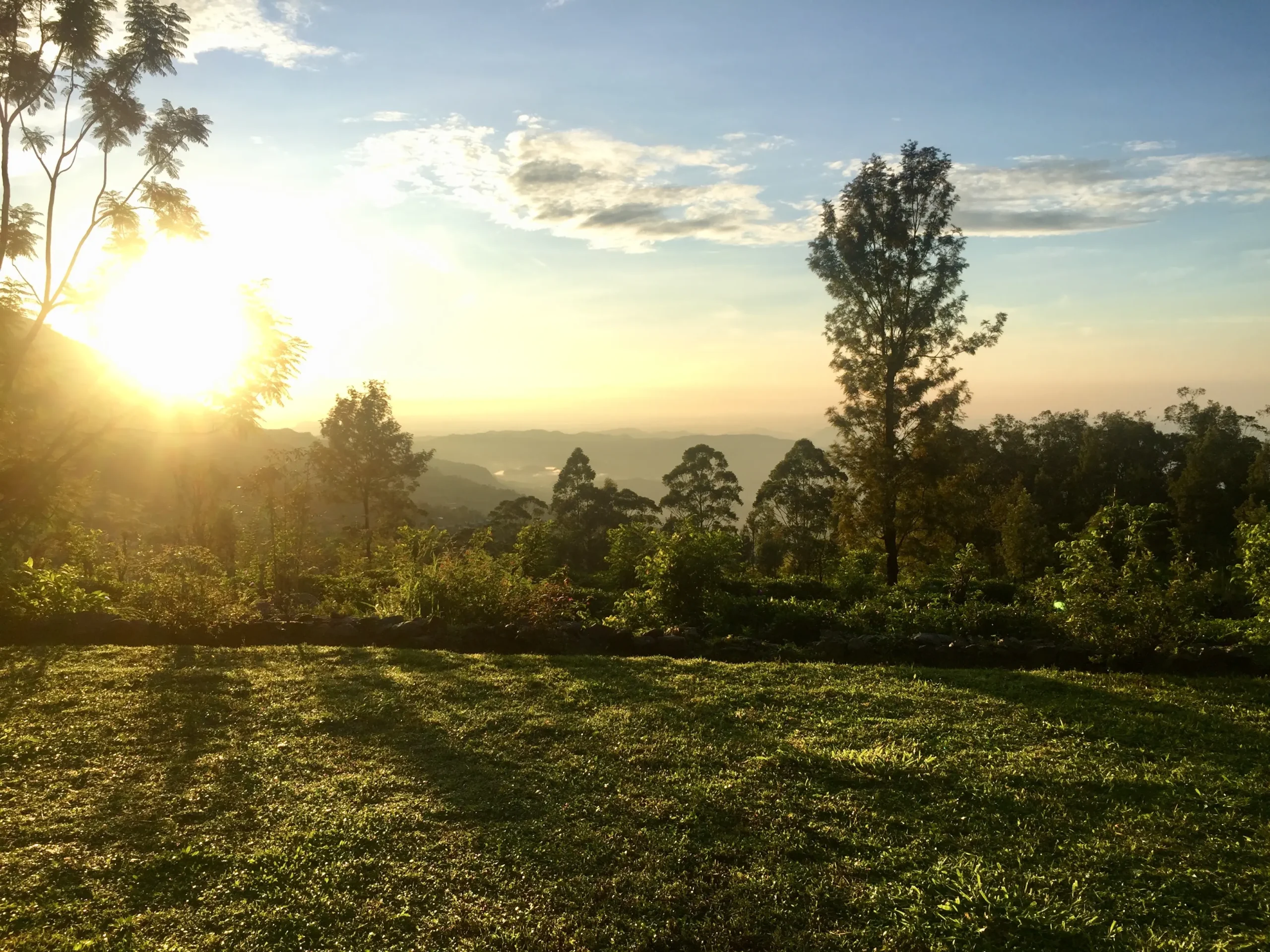 Ceylon Tea Market