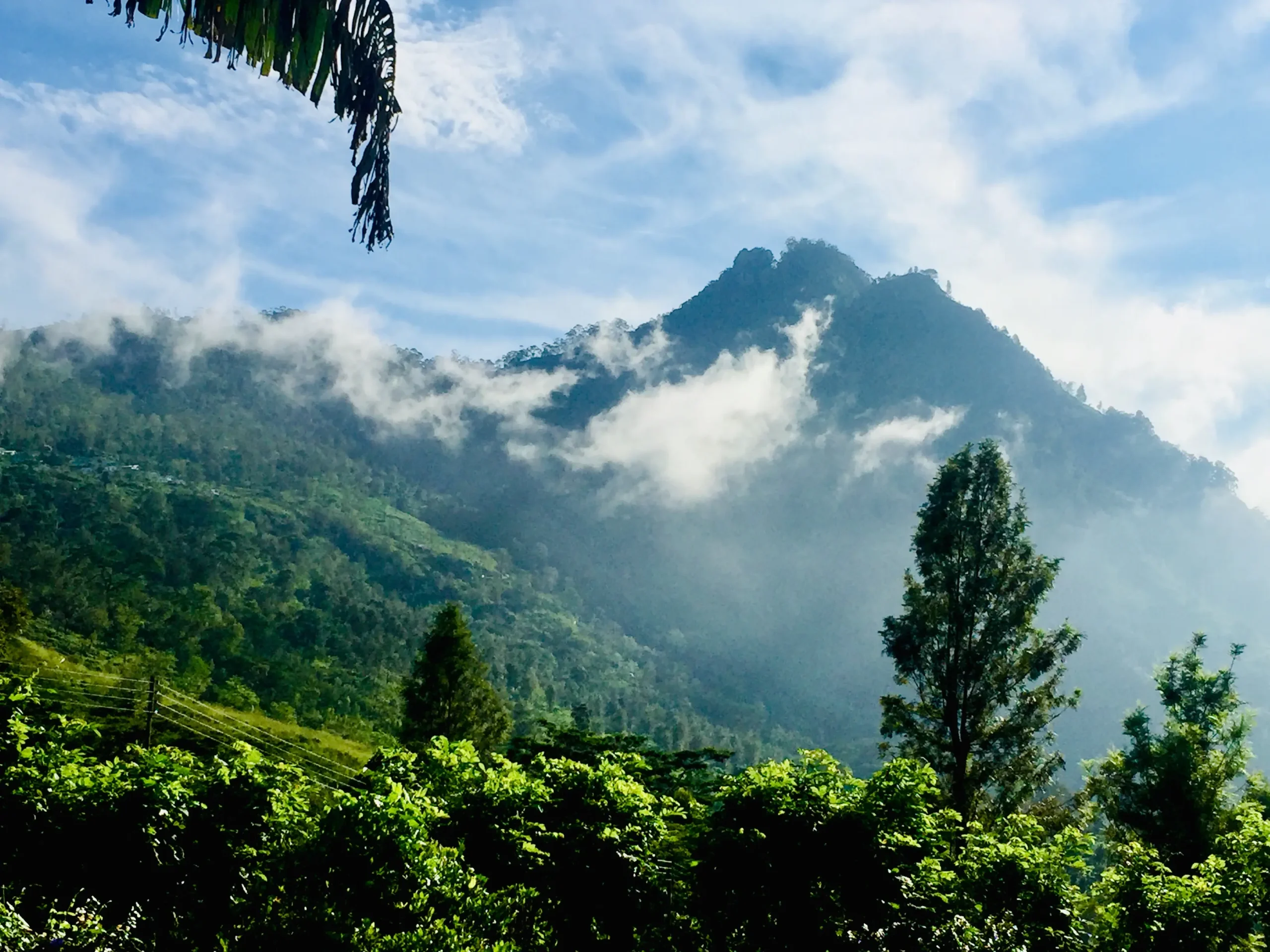 Ceylon Tea Market