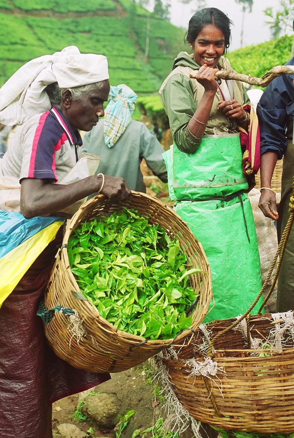 Ceylon Tea Market