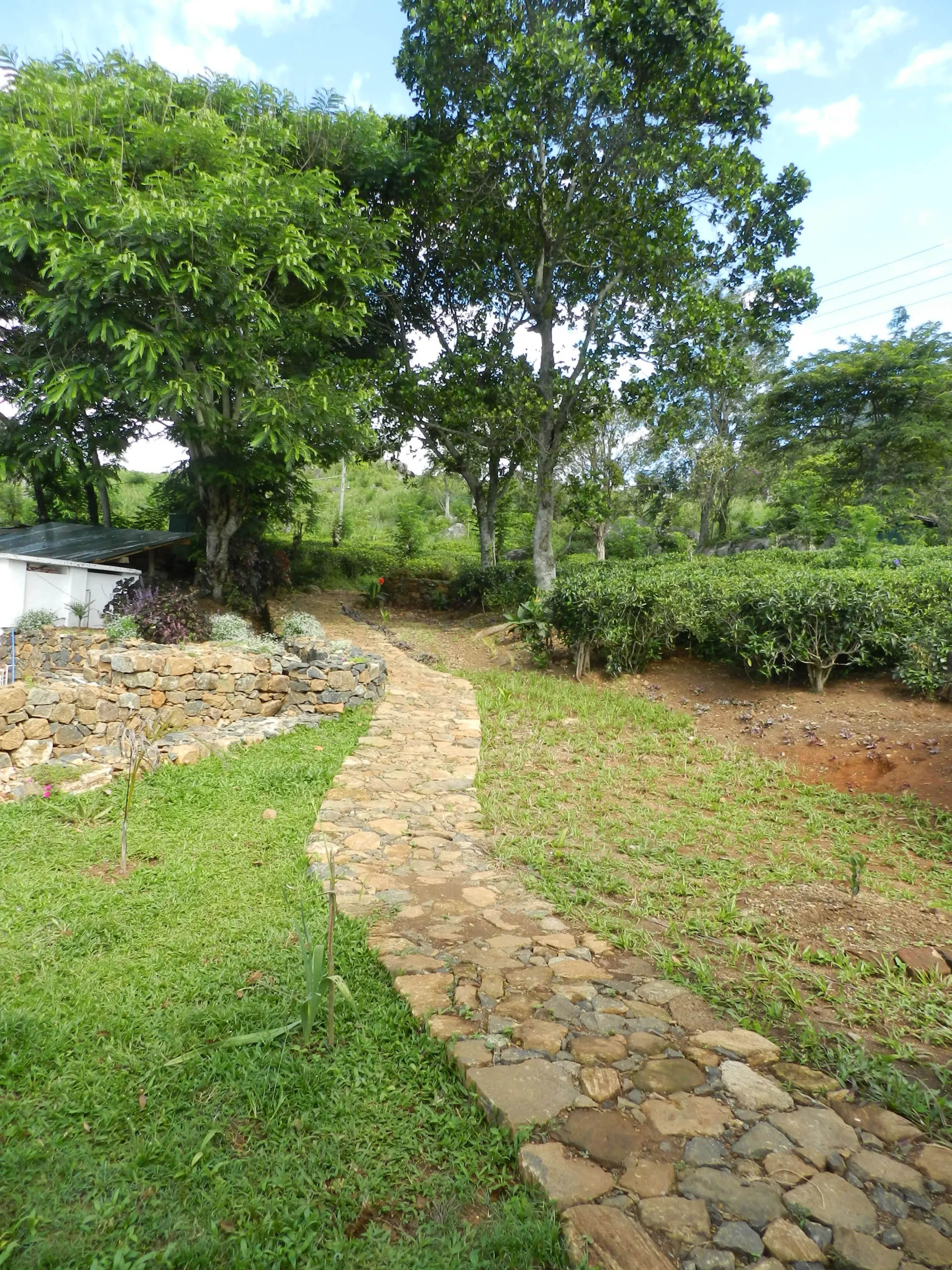 Ceylon Tea Market