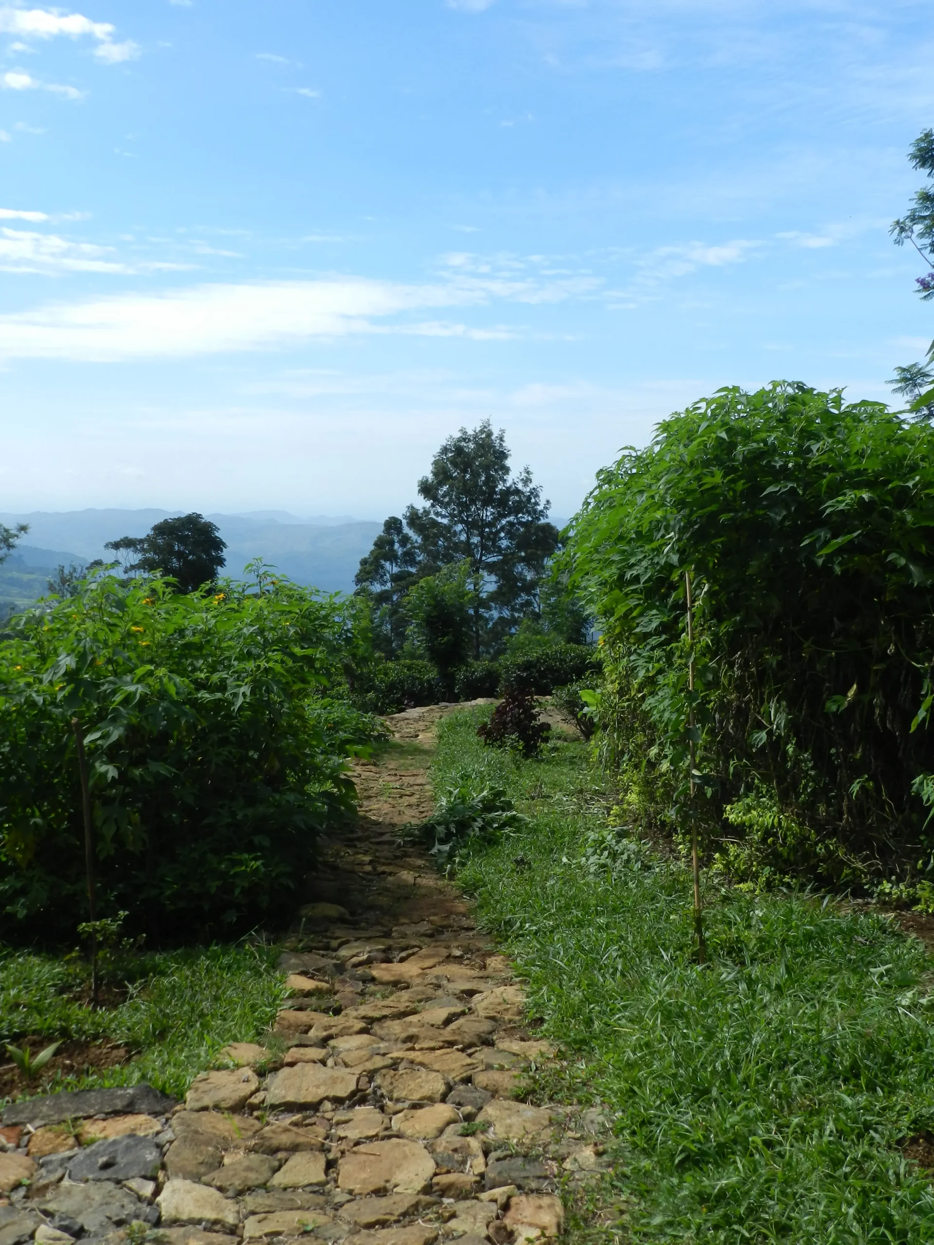 Ceylon Tea Market