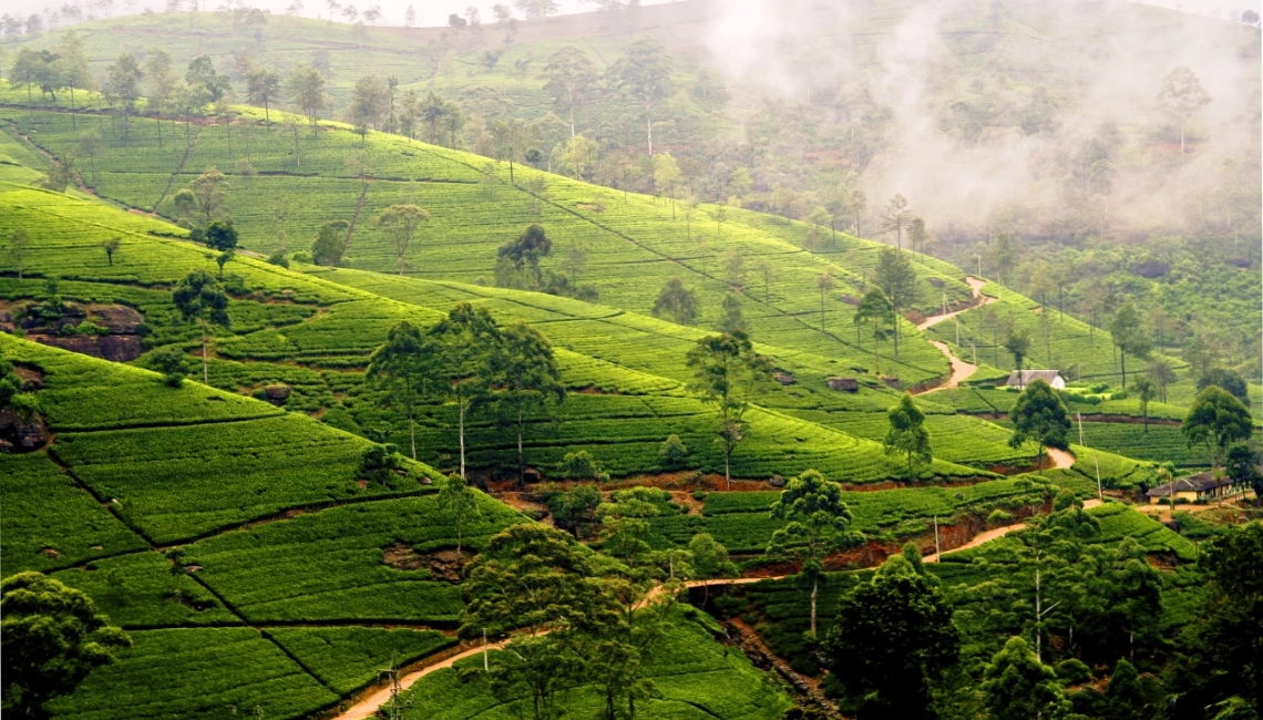 Ceylon Tea Market