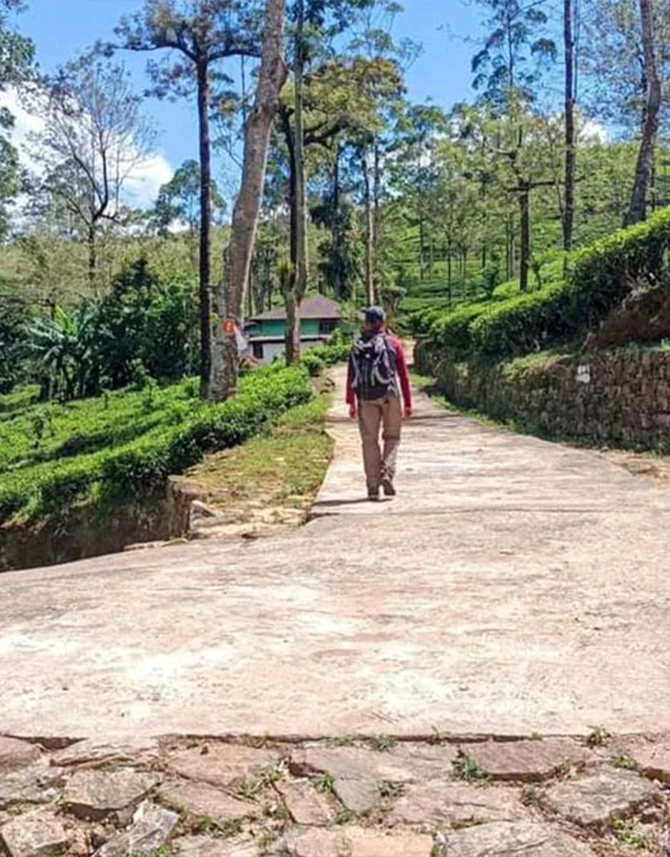 Ceylon Tea Market