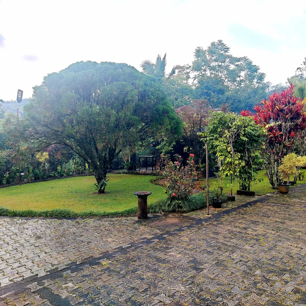 Ceylon Tea Market