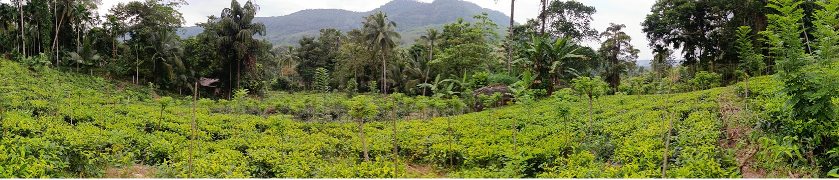 SereneTea