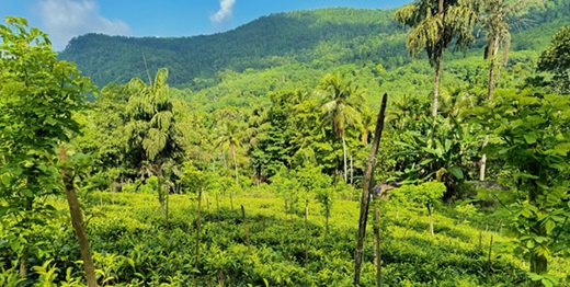 SereneTea