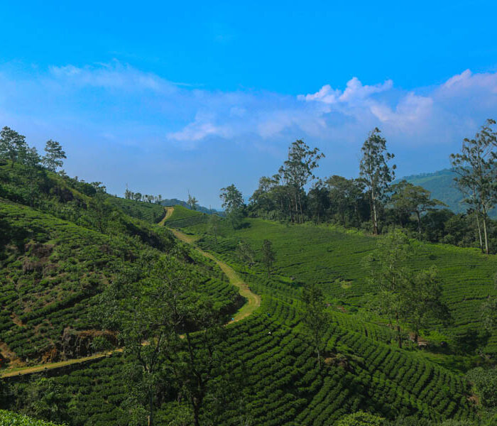 Plantation 3 Upcountry Tea Plantations